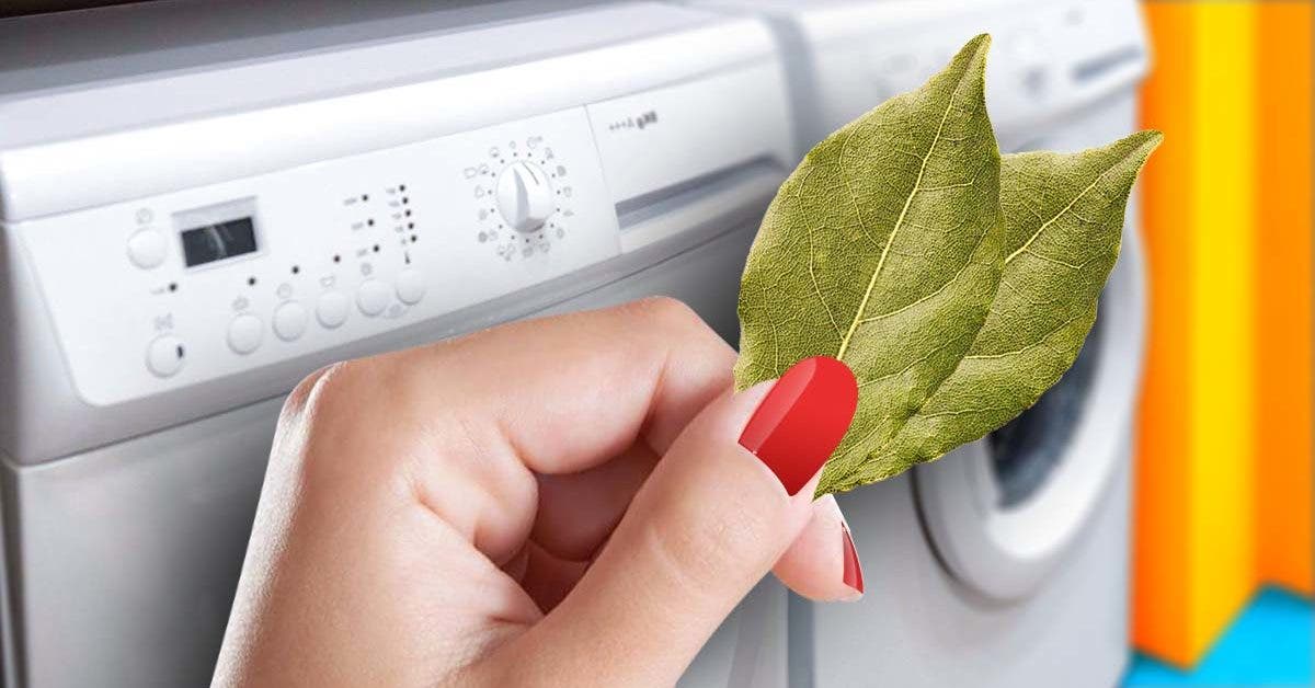 Pourquoi les ménagères expérimentées ajoute du laurier dans la machine à laver final