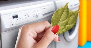 Pourquoi les ménagères expérimentées ajoute du laurier dans la machine à laver final