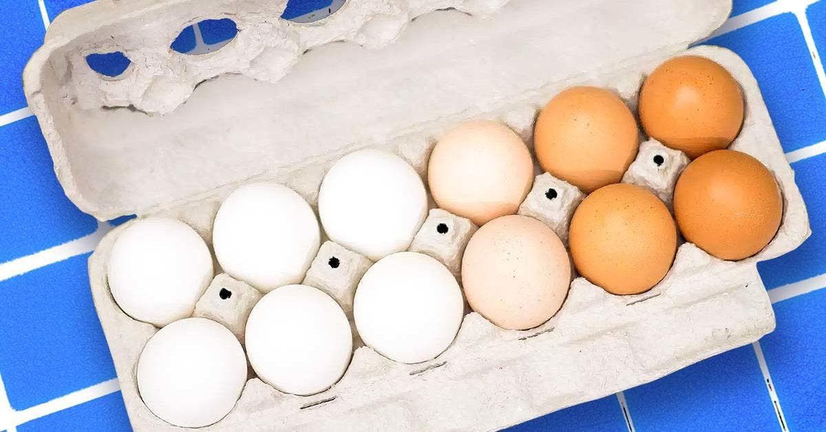 Pourquoi les œufs sont-ils vendus à la douzaine Voici l'explication complète final