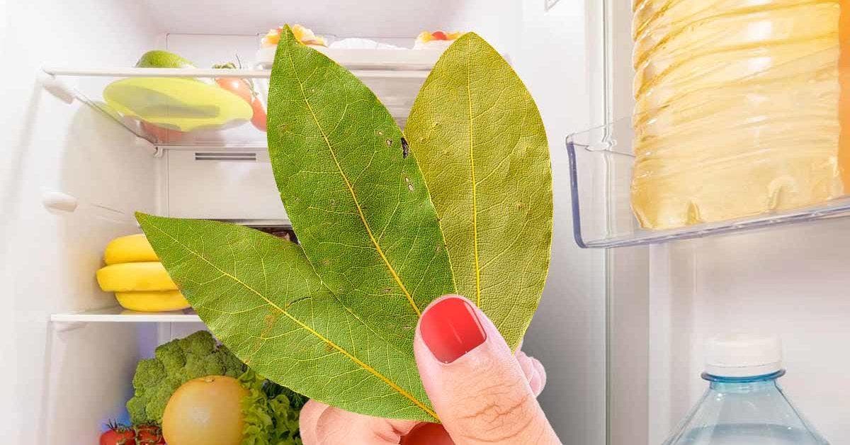 Pourquoi nos grands-mères mettaient des feuilles de laurier au réfrigérateur001