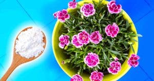 Pourquoi utiliser le talc sur les plantes