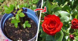 Pourquoi vos roses ne fleurissent pas _ 3 erreurs courantes des jardiniers_