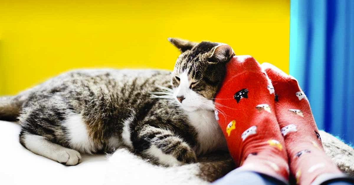 Pourquoi Votre Chat Dort A Vos Pieds Il Envoie Un Message Plus Profond Que Vous Ne Le Pensez