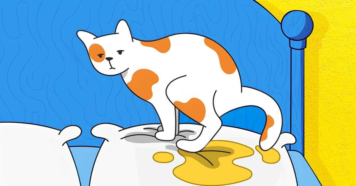 Pourquoi votre chat se met à uriner partout