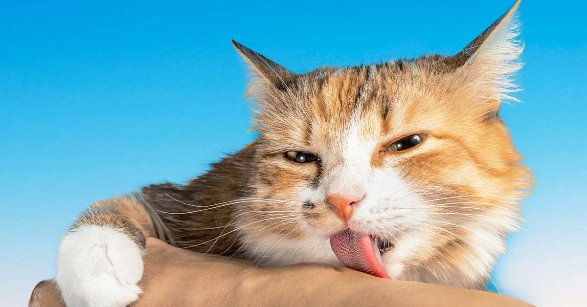 Pourquoi votre chat vous leche t il
