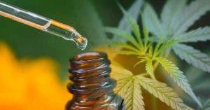 Production de CBD en France vers un nouveau tournant en 2022