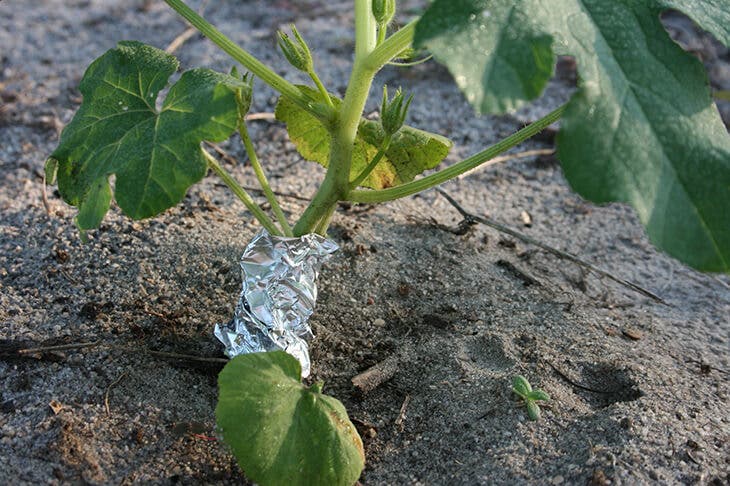 Protect plants with aluminum foil