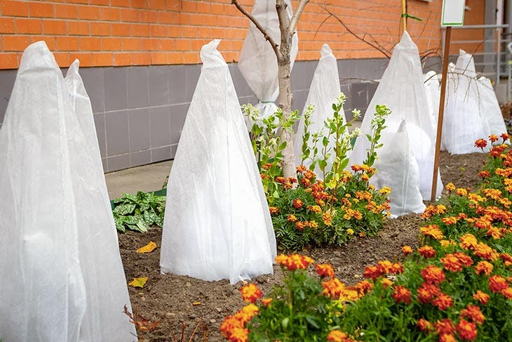 Protege las plantas del frío.