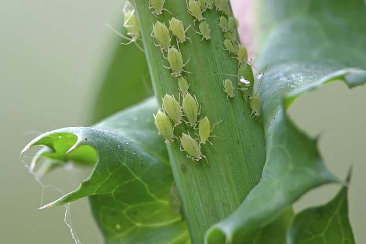 Aphids on a green plant