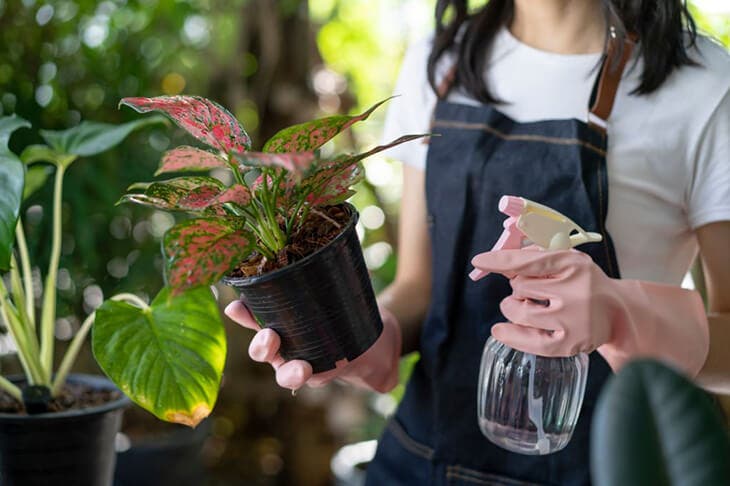 Fumigación de plantas