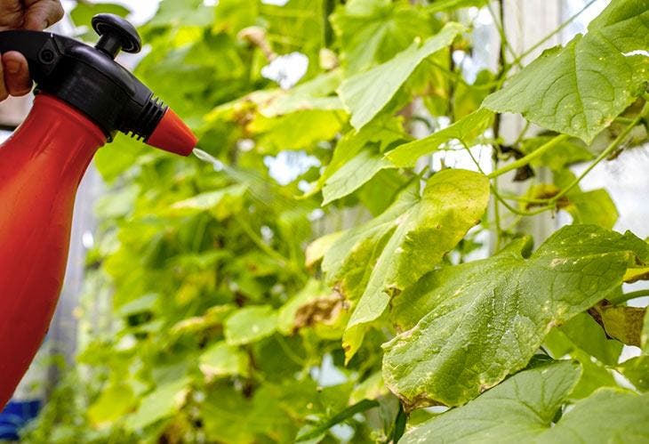 Pulvériser ses plantes