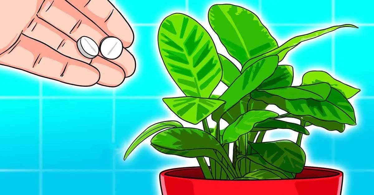 Qu’arrive t-il lorsque vous mettez de l'aspirine dans vos plantes