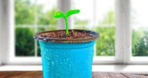 Que faire si votre plante dinterieur ne pousse plus