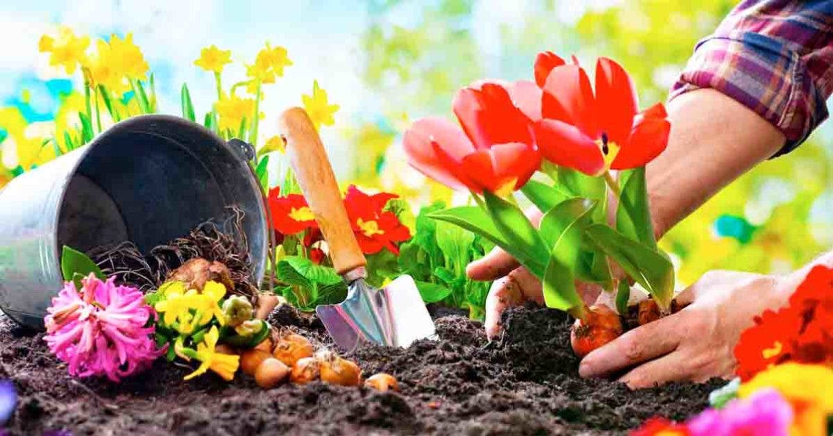 Que faut-il planter dans votre jardin selon votre type de sol
