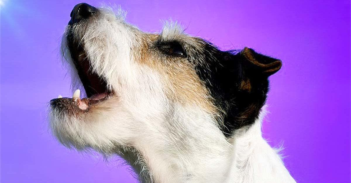 Chien qui aboie ce que dit la loi et comment limiter la nuisance sonore