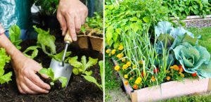 Que semer en novembre La liste complète des plantes, fruits et légumes pour démarrer votre jardin d'hiver