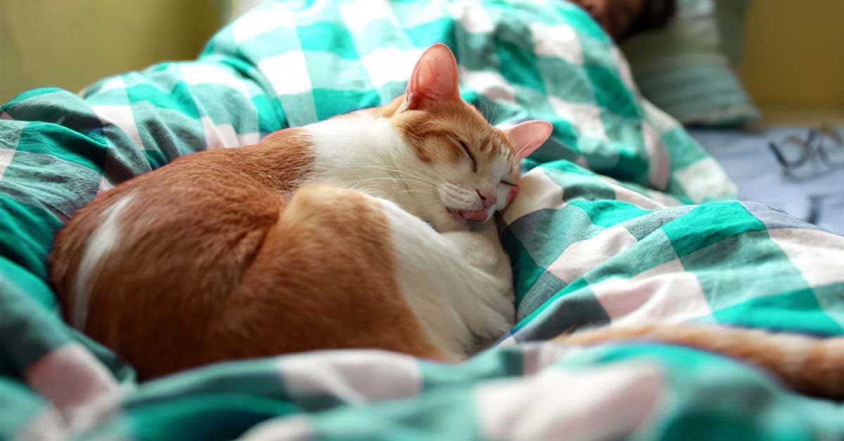 Que signifie un chat qui aime dormir à côté de son maître001