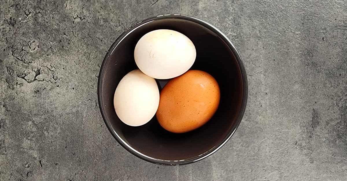 Quelle est la différence entre les œufs bruns et les oeufs blancs