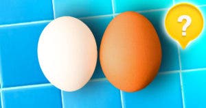 Quelle est la différence entre un œuf blanc et un œuf brun