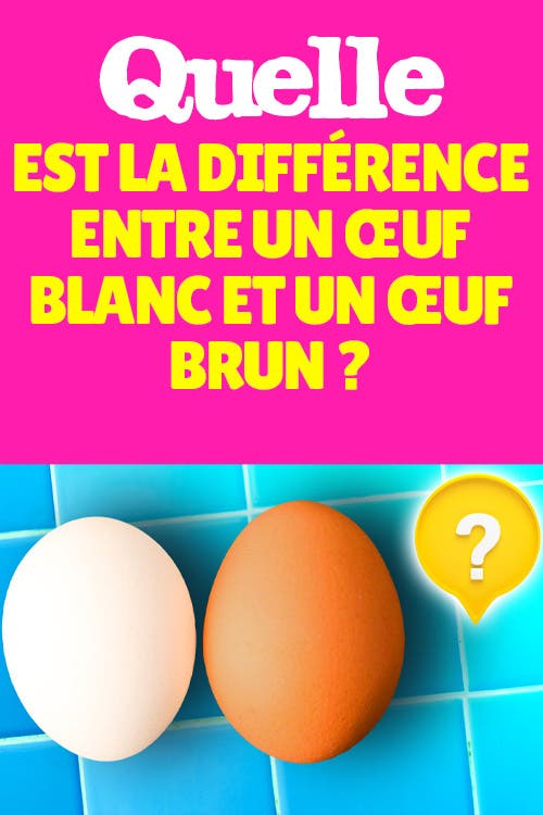 Quelle est la différence entre un œuf blanc et un œuf brun ?