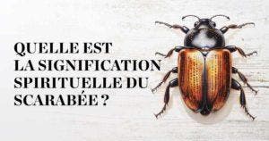 Quelle est la signification spirituelle du scarabée