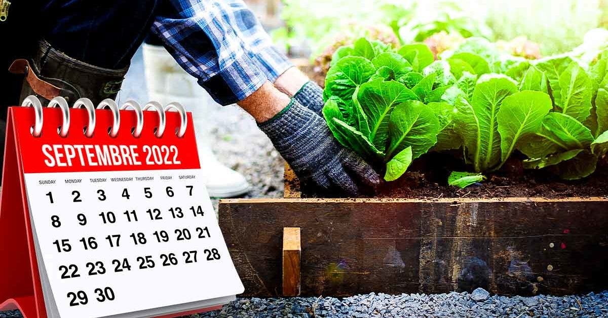 Quelles sont les plantes idéales à cultiver dans votre potager au mois de septembre