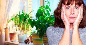 Quelles sont les plantes toxiques à éviter dans sa maison ?