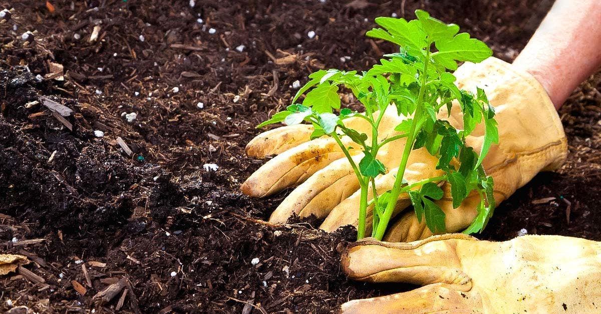 Quels sont les légumes à ne pas planter à côté des tomates