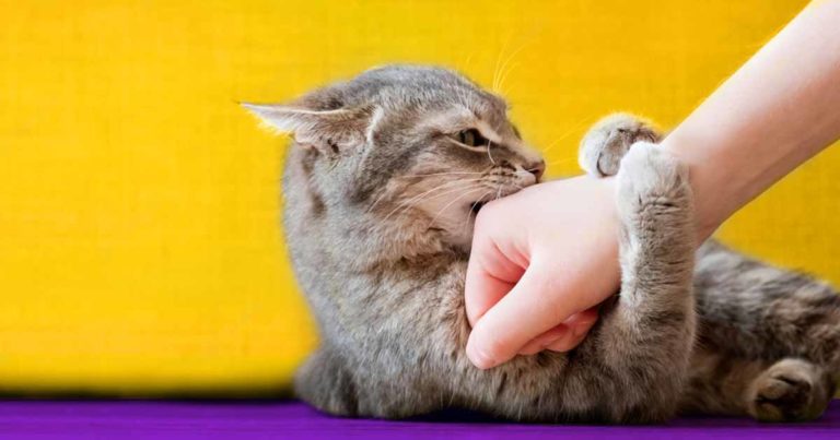 Qu est ce Que Cela Signifie Lorsqu un Chat Vous Mord