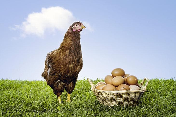 Who is the ancestor of the chicken and the egg?