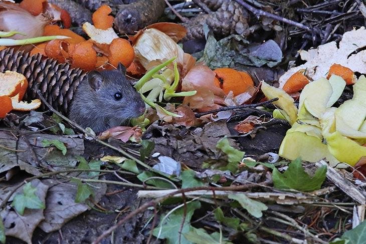 Rata en un montón de compost