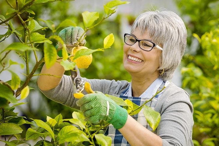 Cosechar limones