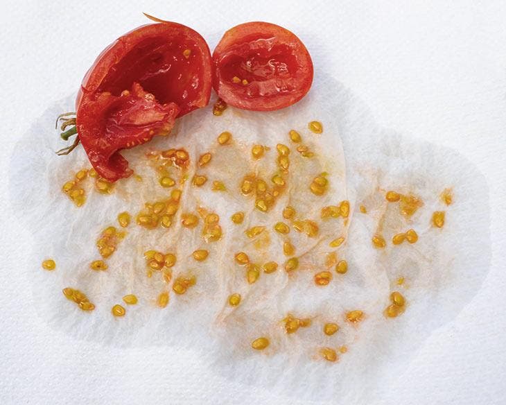 Recoge semillas de tomate para sembrar.