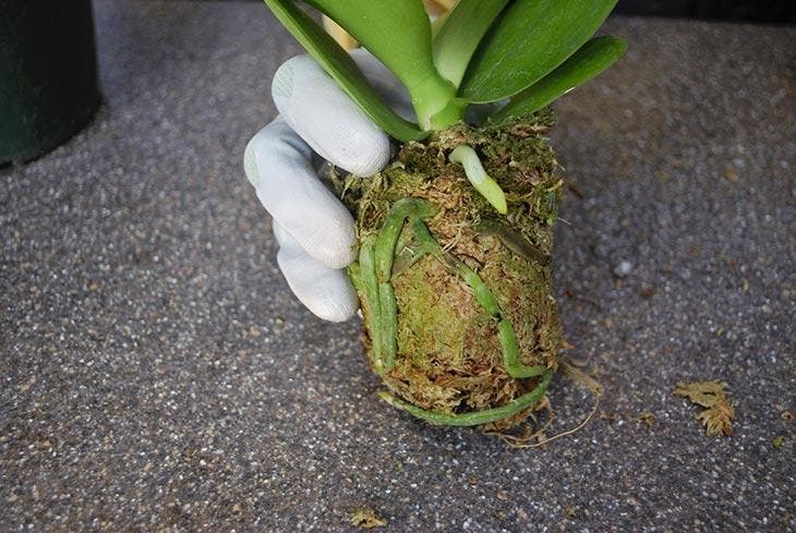 Replantar una orquídea