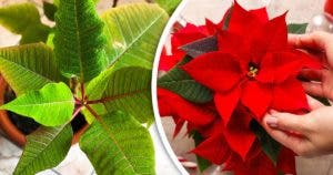 Rendez votre poinsettia rouge et beau avant Noël avec 4 astuces infaillibles