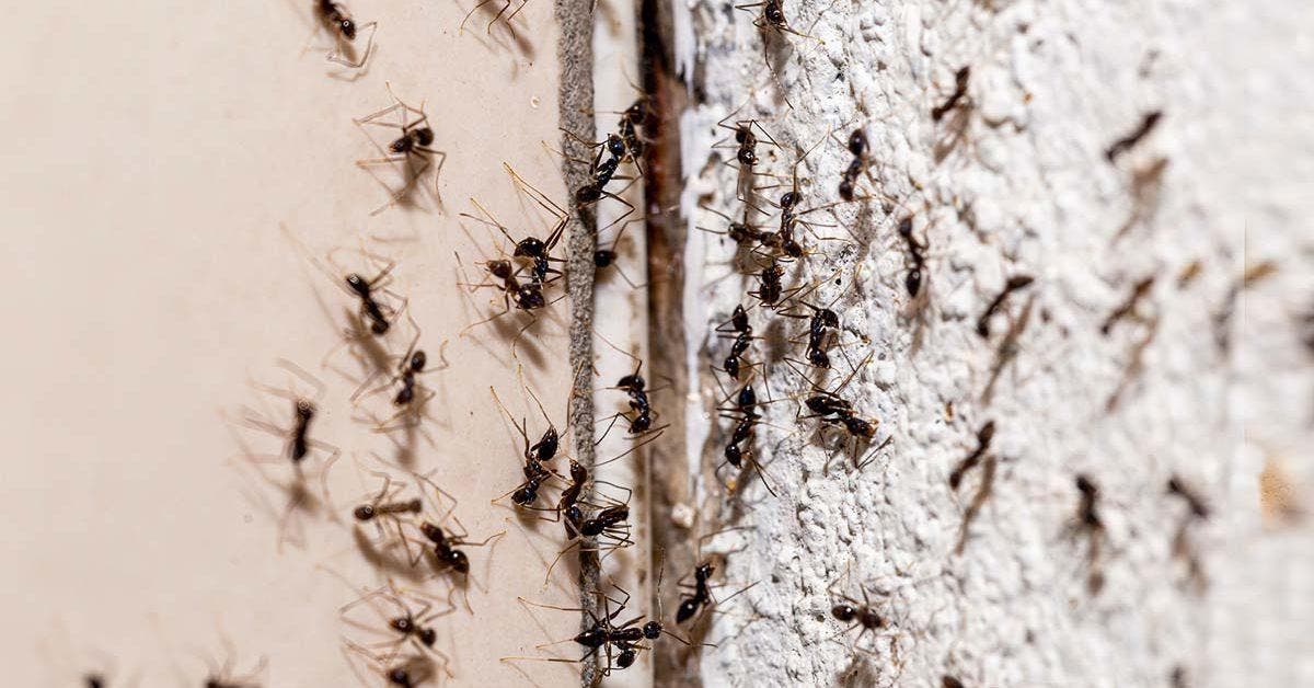 Répulsif naturel 4 astuces pour éloigner les fourmis, mouches, puces, pucerons et moustiques de la maison