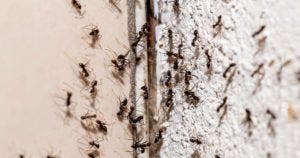 Répulsif naturel 4 astuces pour éloigner les fourmis, mouches, puces, pucerons et moustiques de la maison