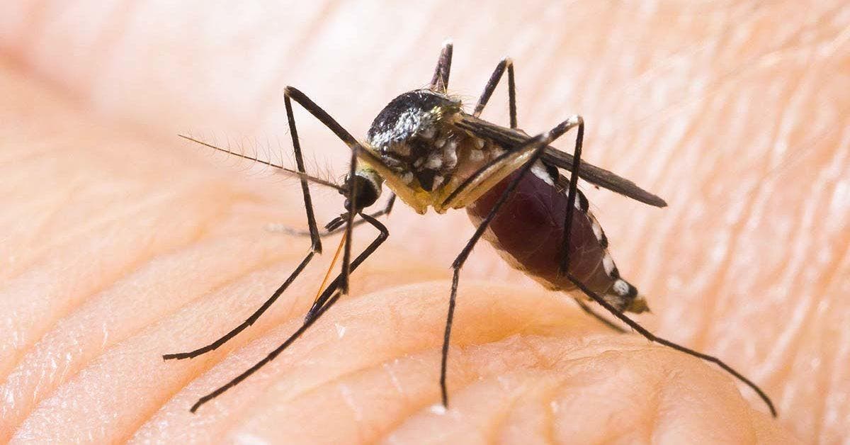 Répulsif naturel 6 astuces pour éloigner les moustiques de la maison final