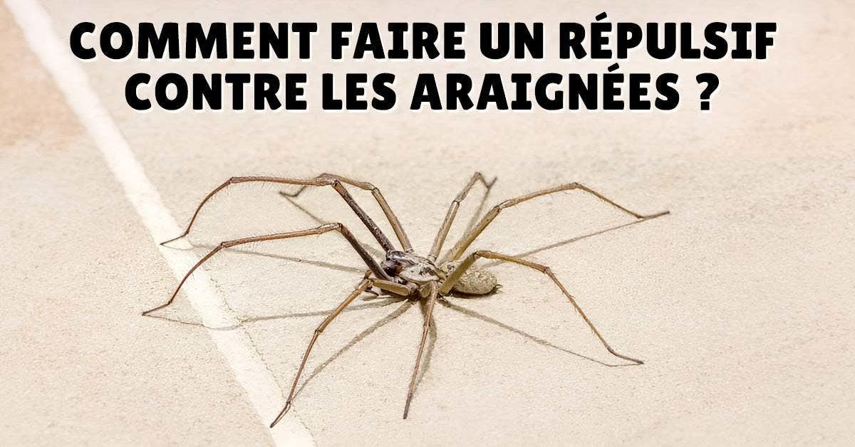 Répulsifs contre les araignées - 8 pièges et sprays naturels et non-naturels pour les éloigner de votre maison