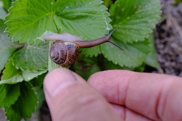 Quitar un caracol de una planta