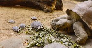 Retour sur la naissance exceptionnelle au zoo de Zurich la tortue Nigrita et ses 9 bébés