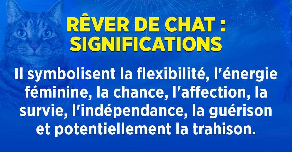 Rêver de chat - découvrez sa symbolique et ses interprétations_