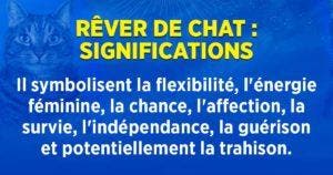 Rêver de chat - découvrez sa symbolique et ses interprétations_