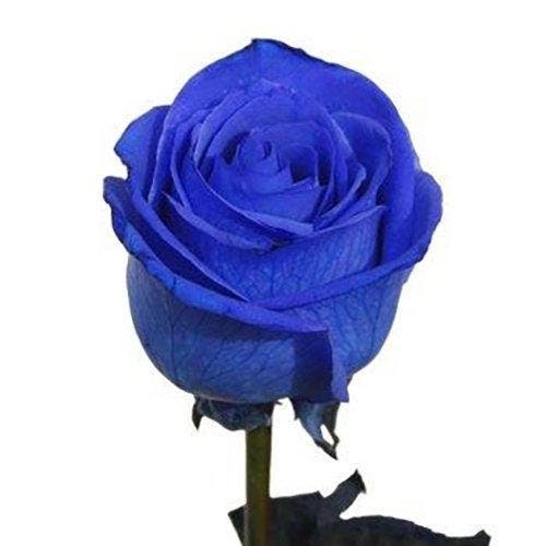 Rose bleue 1 1