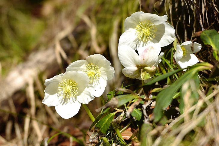 Christmas rose outdoors