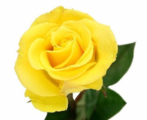 Rose jaune 1 1