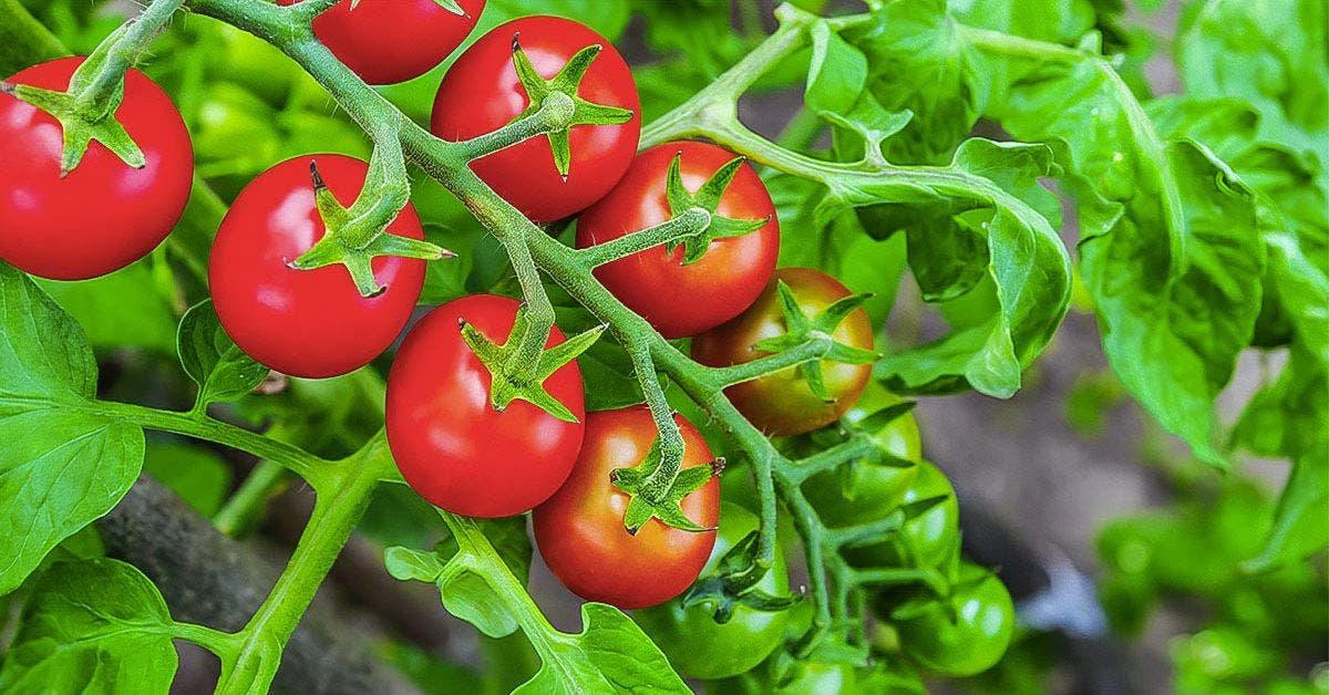 Rotation des cultures - pourquoi faut-il éviter de planter tomates et oignons au même endroit