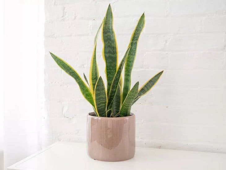 A sansevieria - fonte: spm