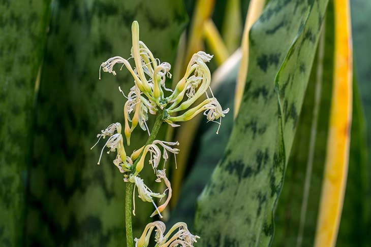 Sansevieria laurentii