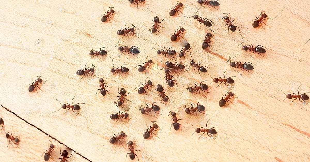 Se débarrasser des fourmis à la maison 5 astuces faciles Cover